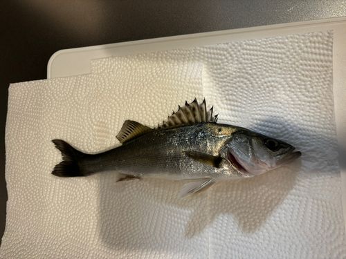 セイゴ（ヒラスズキ）の釣果