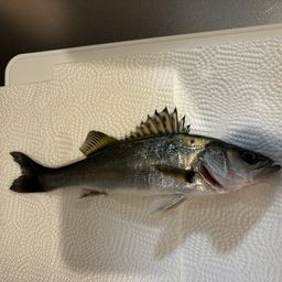 セイゴ（ヒラスズキ）