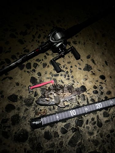 クロソイの釣果