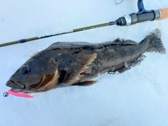 アイナメの釣果