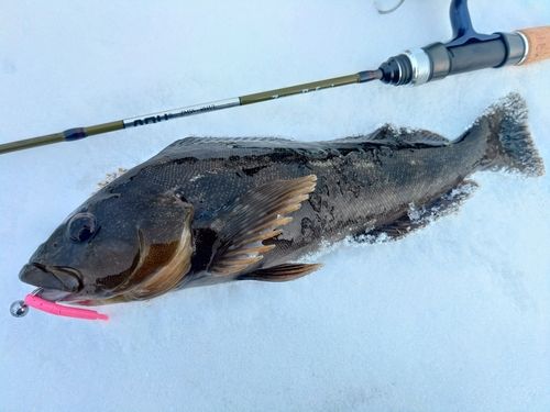 アイナメの釣果