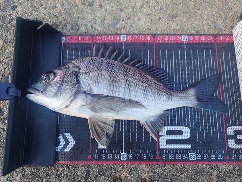 クロダイの釣果