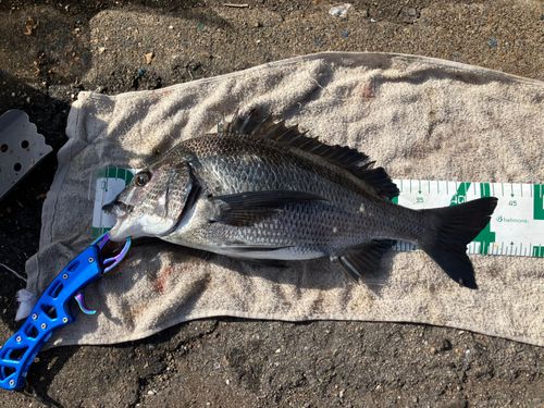 クロダイの釣果