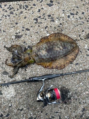 アオリイカの釣果