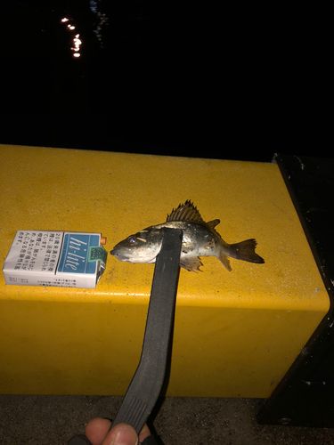 セイゴ（マルスズキ）の釣果