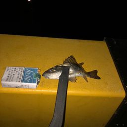 セイゴ（マルスズキ）