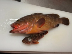 キジハタの釣果