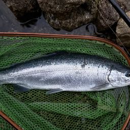 レインボートラウト