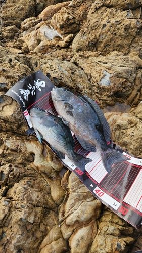 クチブトグレの釣果