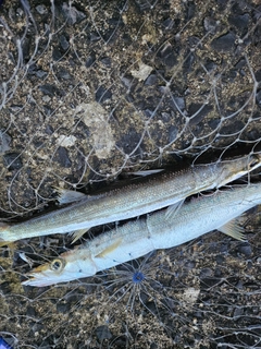 アカカマスの釣果