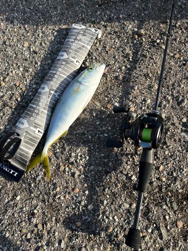 コゾクラの釣果