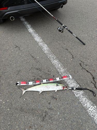 サワラの釣果