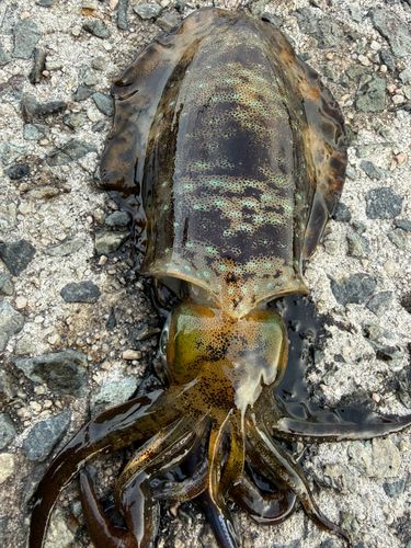 アオリイカの釣果