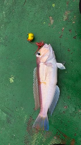 アマダイの釣果