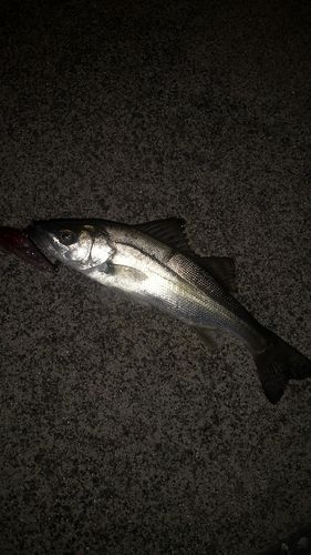 セイゴ（ヒラスズキ）の釣果