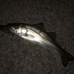 セイゴ（ヒラスズキ）