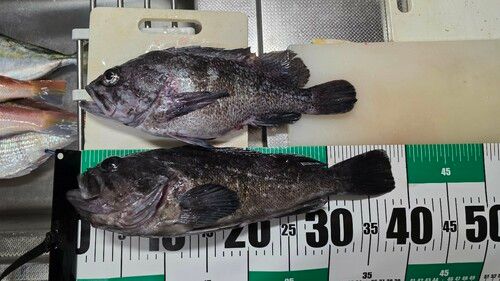 クロソイの釣果