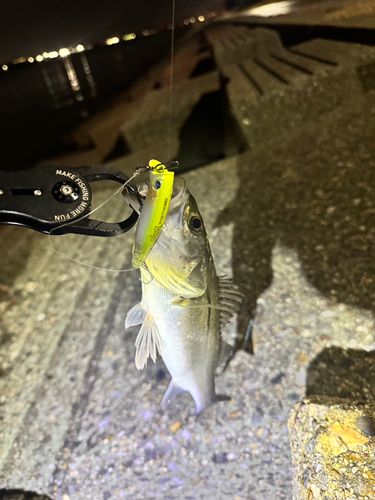 セイゴ（マルスズキ）の釣果