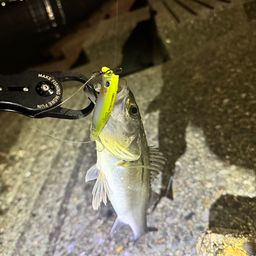 セイゴ（マルスズキ）