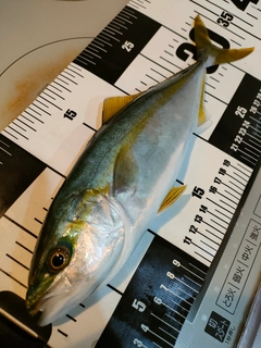 コゾクラの釣果