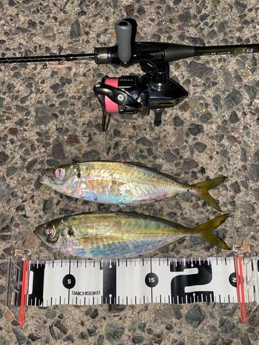 アジの釣果