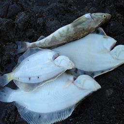 クロガシラガレイ