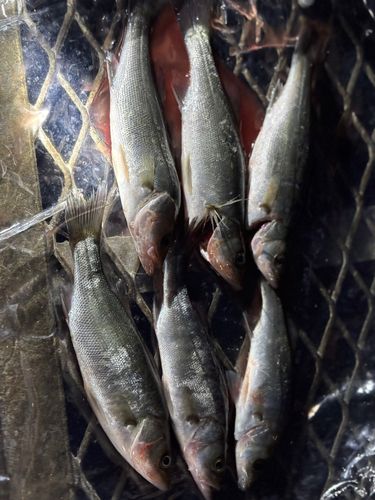 セイゴ（ヒラスズキ）の釣果