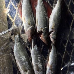 セイゴ（ヒラスズキ）