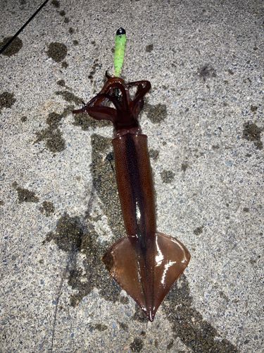 スルメイカの釣果
