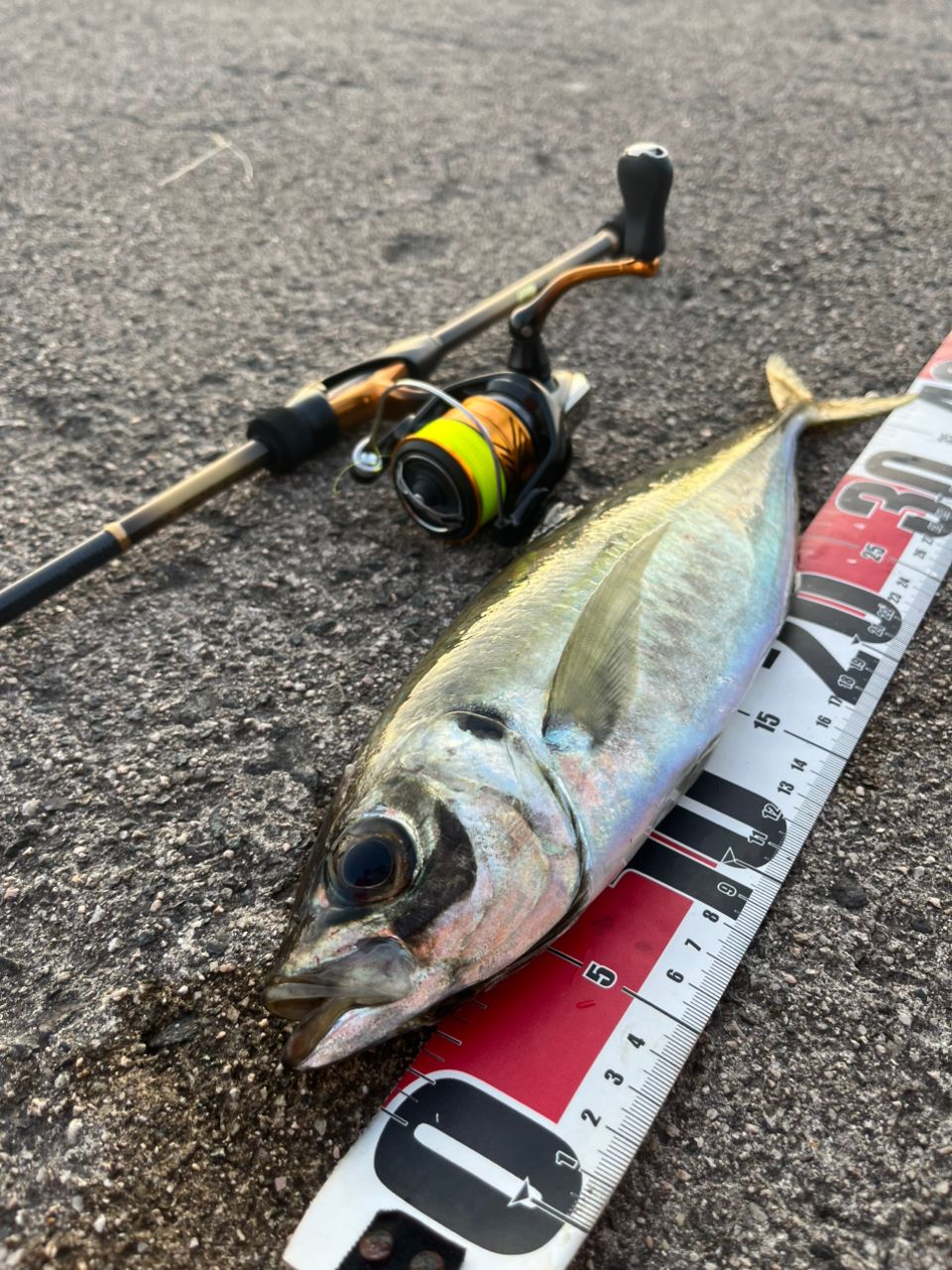 SHIMANO 19ソアレ BB S76UL-Sの最安値・インプレ・釣果 | 本音の口コミ