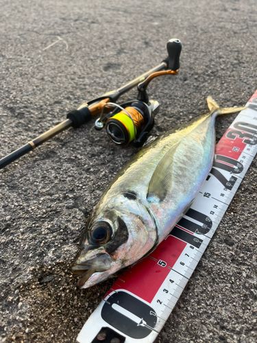 御崎漁港（鳥取）