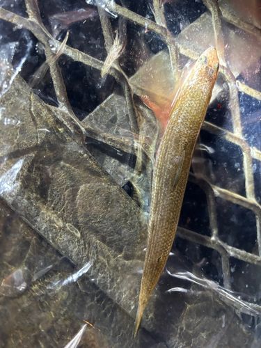 大黒海づり施設