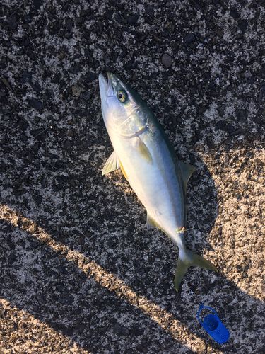 ヤズの釣果