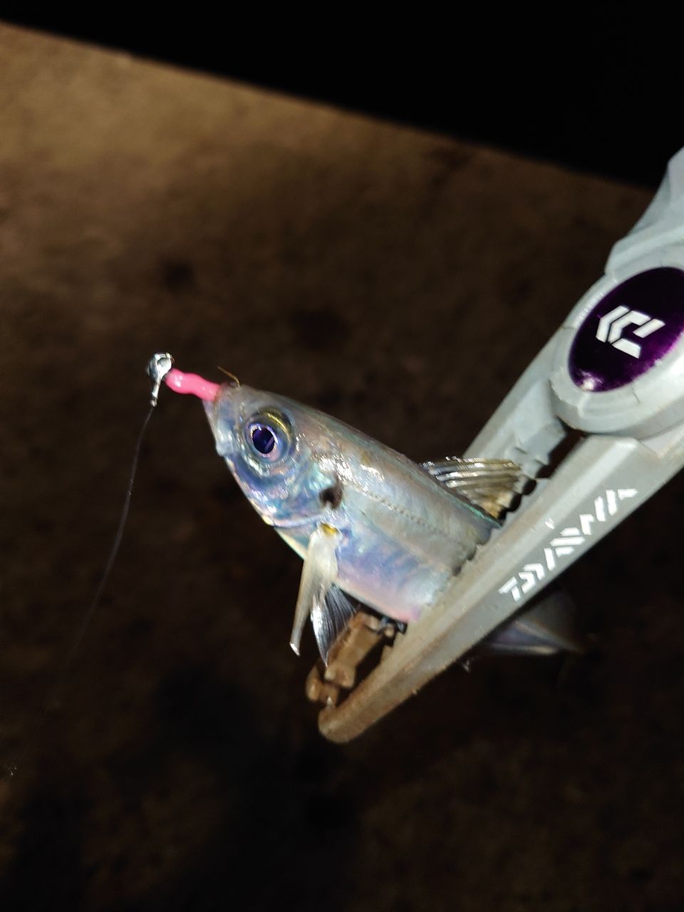 DAIWA 23月下美人 AIR AJING 510UL-S・Wの最安値・インプレ・釣果