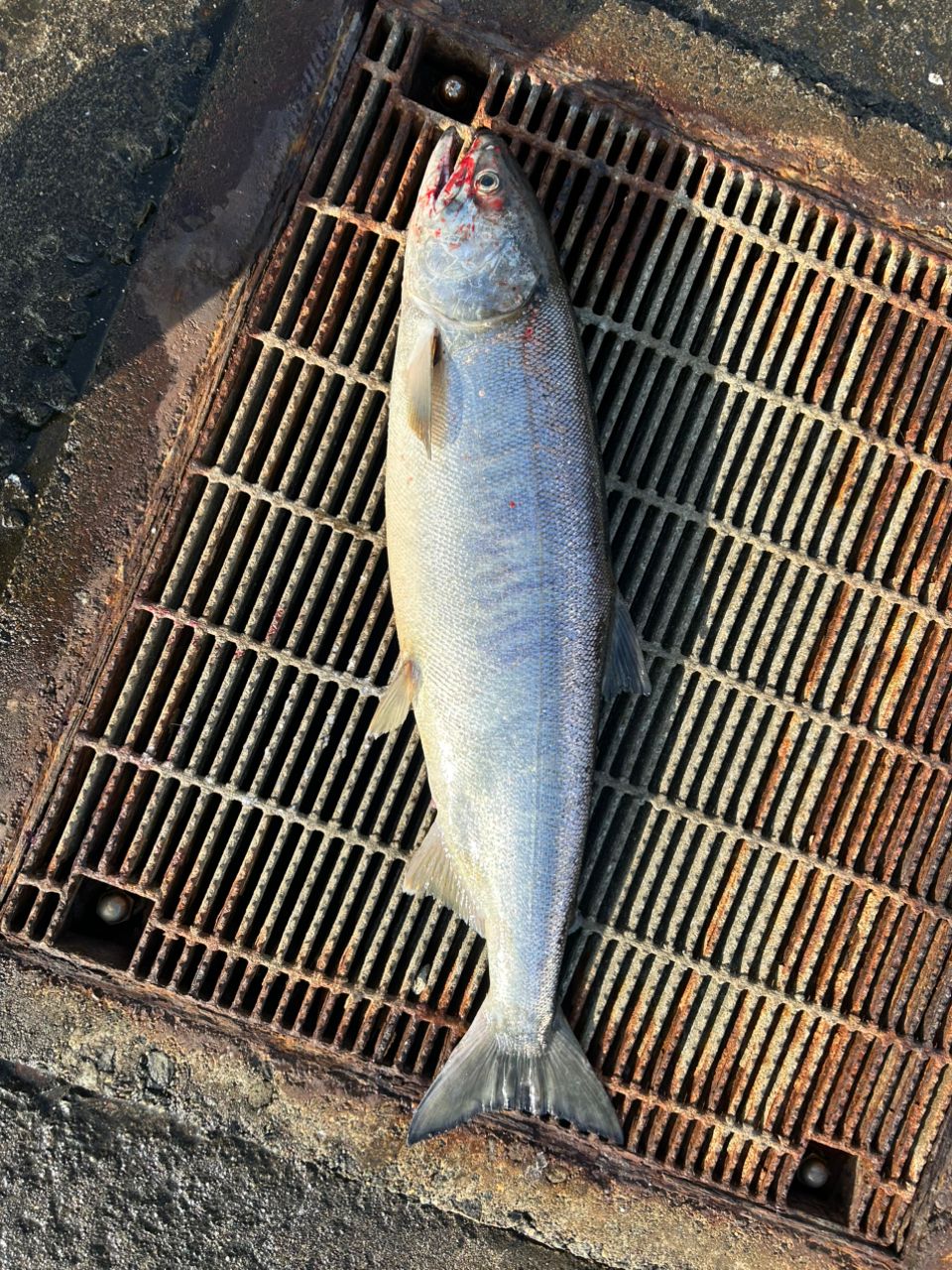 ステラングラー さんの 2025年12月22日のサケの釣り・釣果情報(噴火湾) - アングラーズ | 釣果600万件の魚釣り情報サイト
