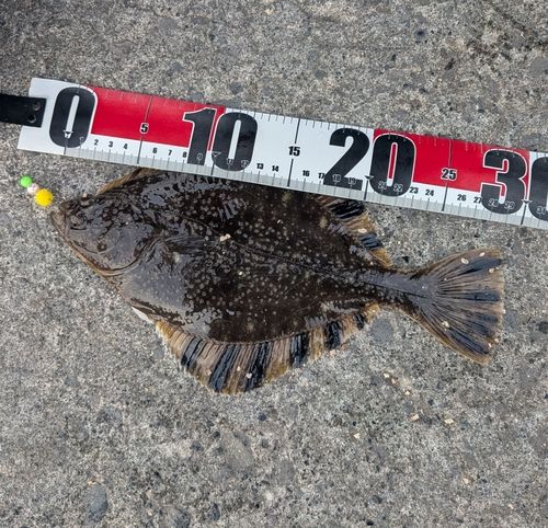 カワガレイの釣果