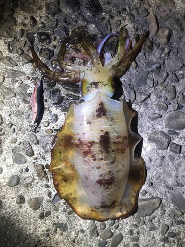 アオリイカの釣果