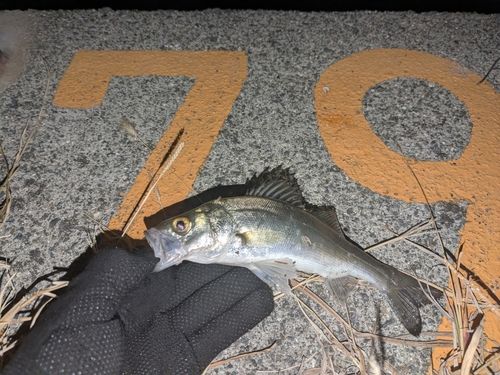 セイゴ（ヒラスズキ）の釣果