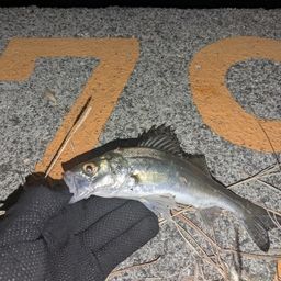 セイゴ（ヒラスズキ）