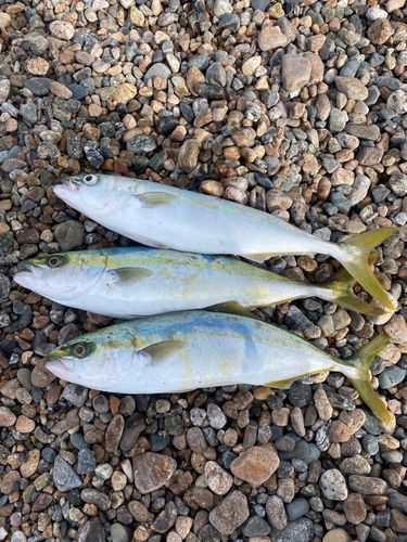 フクラギの釣果