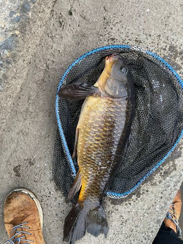 コイの釣果