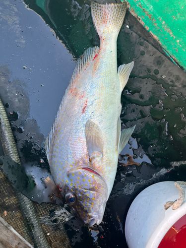 コロダイの釣果