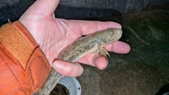 マハゼの釣果