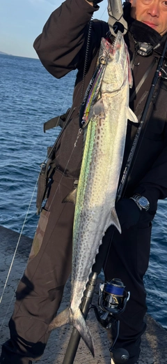 サワラの釣果
