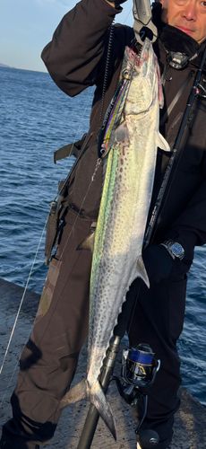 サワラの釣果