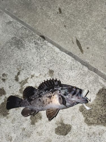 クロソイの釣果