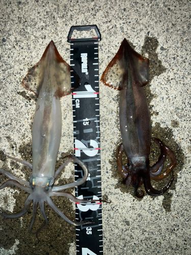 スルメイカの釣果