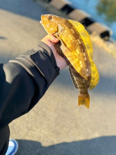 アイナメの釣果