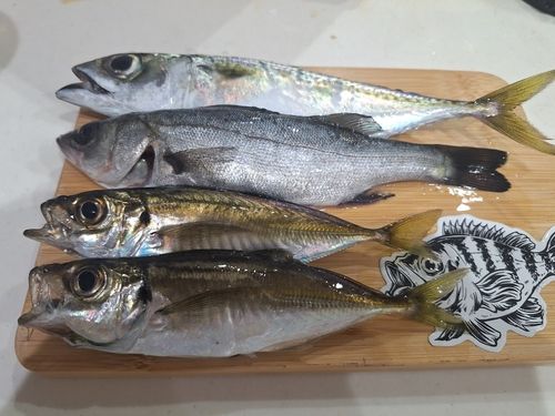 マアジの釣果