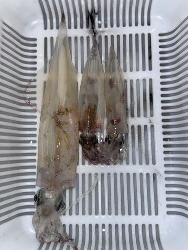 三陸海岸（岩手）